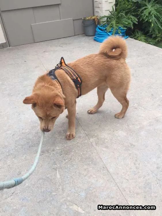Chienne de race mixte - مراكش