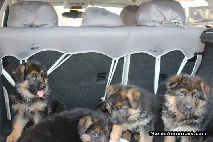 Chiots berger allemand pedigree à vendre - الدار البيضاء
