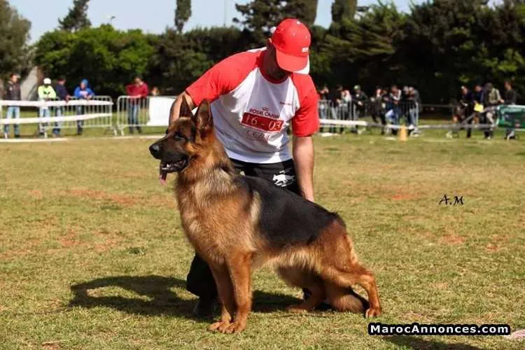 Chiots berger allemand pedigree à vendre - الدار البيضاء (2)