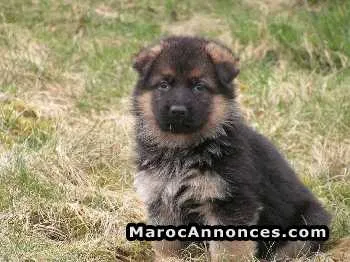 Chiots berger allemand - الرباط (2)