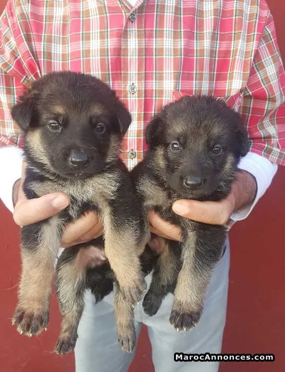 Chiots berger allemand - الرباط