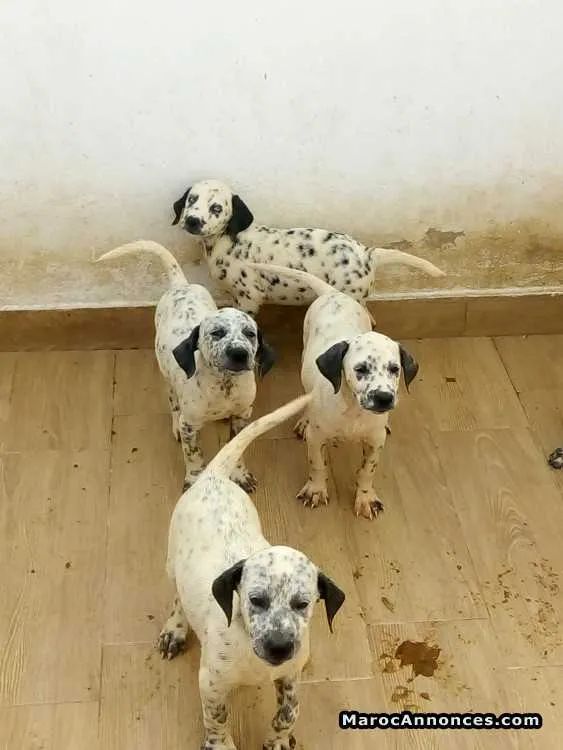 Vente chiots dalmatiens - الدار البيضاء (2)