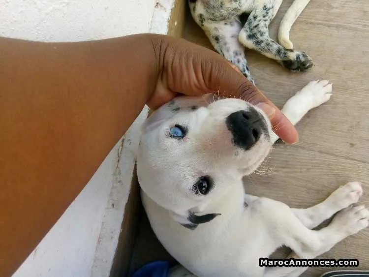 Vente chiots dalmatiens - الدار البيضاء (3)