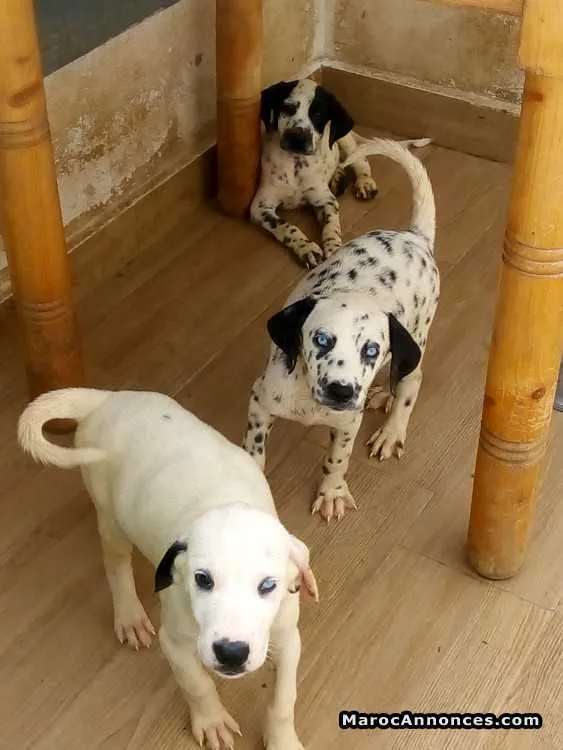 Vente chiots dalmatiens - الدار البيضاء