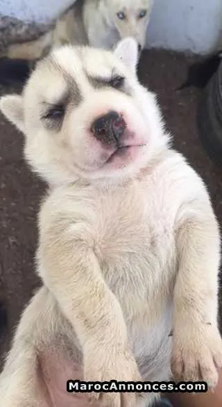 Chiots husky - فاس (3)