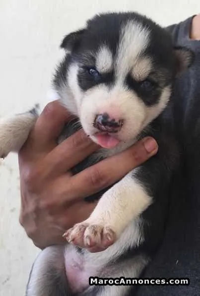Chiots husky - فاس