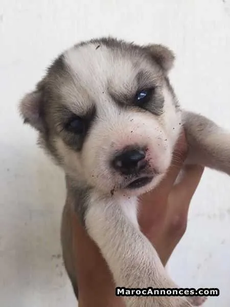 Chiots husky - فاس (2)