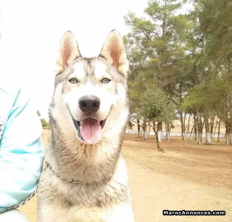 Chien husky - برشيد (3)