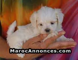 Bichon havanais maltais rase pure - الدار البيضاء (3)