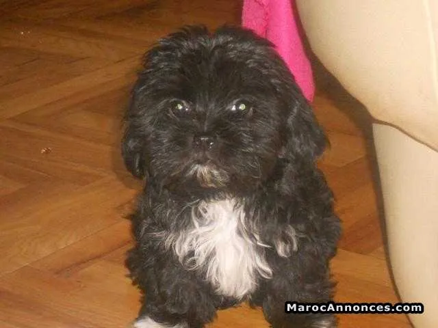 Bichon havanais maltais rase pure - الدار البيضاء (2)