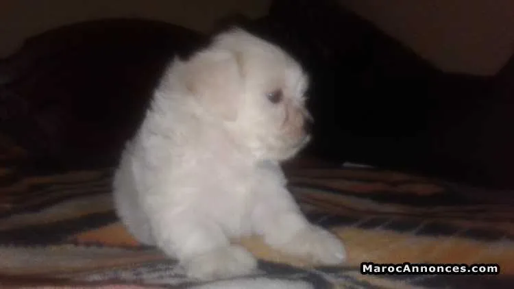 Bichon havanais maltais rase pure - الدار البيضاء