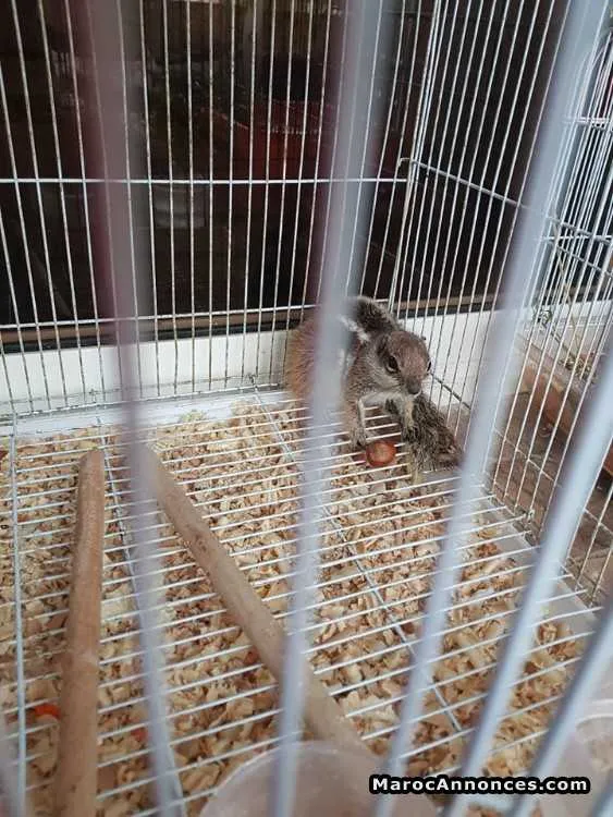 Cochons d'indes ,des hamsters à vendre - الرباط