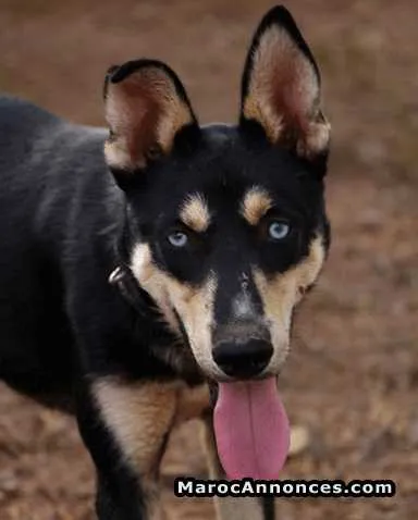 Huskys pure race yeux bleus - مراكش (2)
