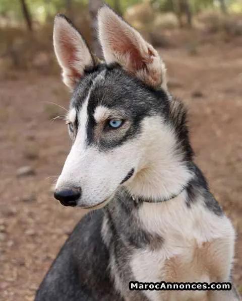 Huskys pure race yeux bleus - مراكش