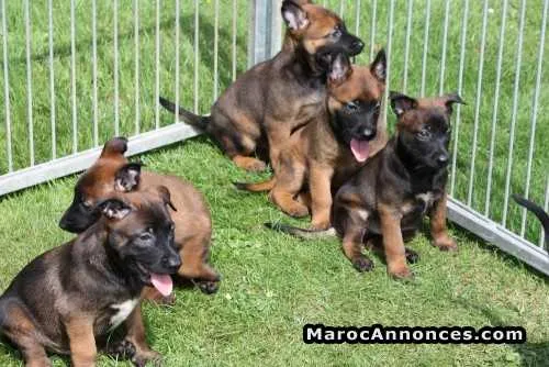 Chiots malinois charbonnier - الرباط