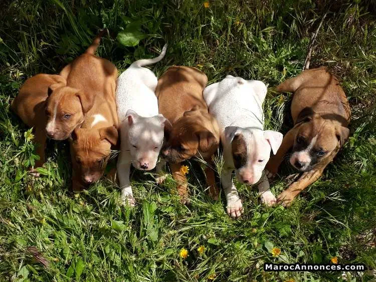 American staffordshire terrier - الدار البيضاء