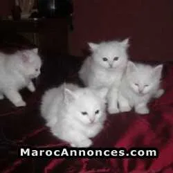 Chaton angora américain - الدار البيضاء