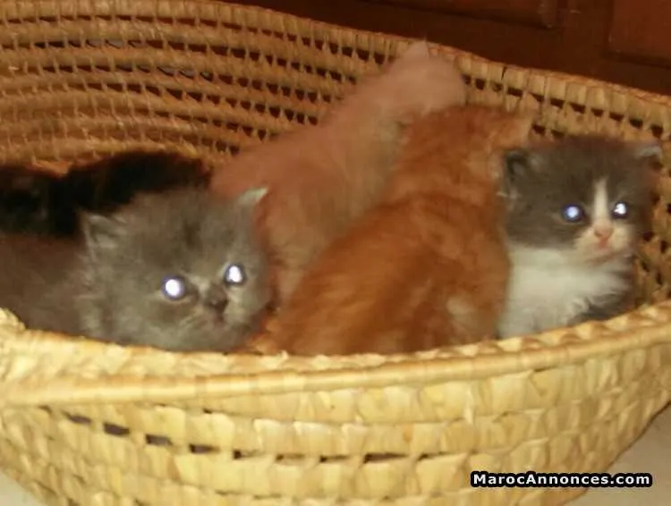Magnifique chatons persans de race pure - الدار البيضاء (2)