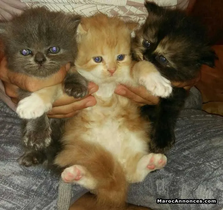 Magnifique chatons persans de race pure - الدار البيضاء (3)