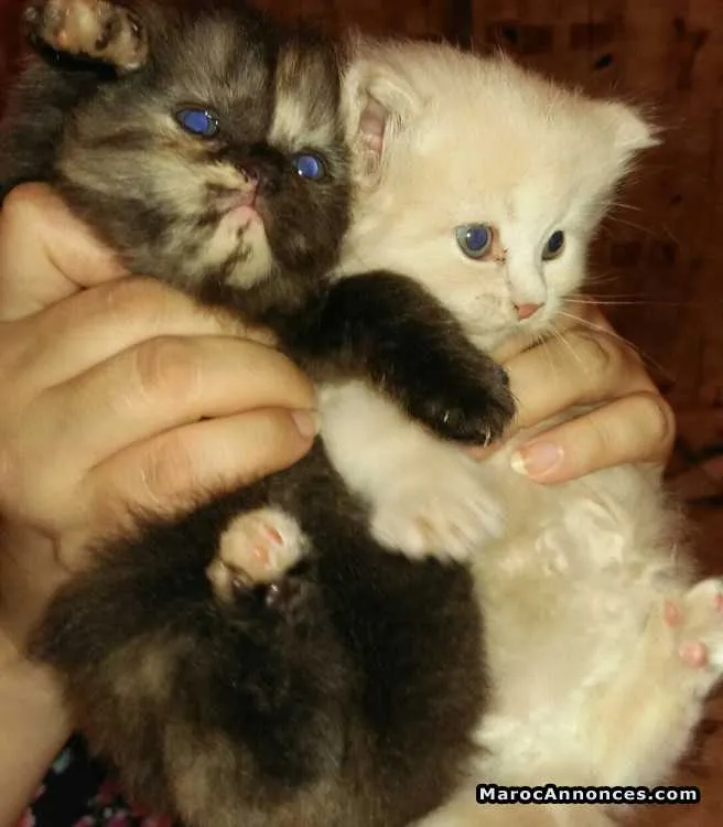 Magnifique chatons persans de race pure - الدار البيضاء