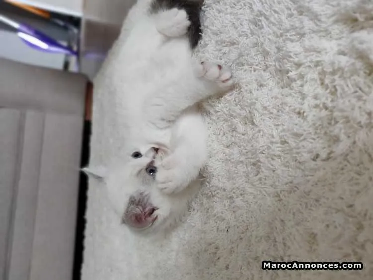 Chatons blancs de luxe - الدار البيضاء (2)