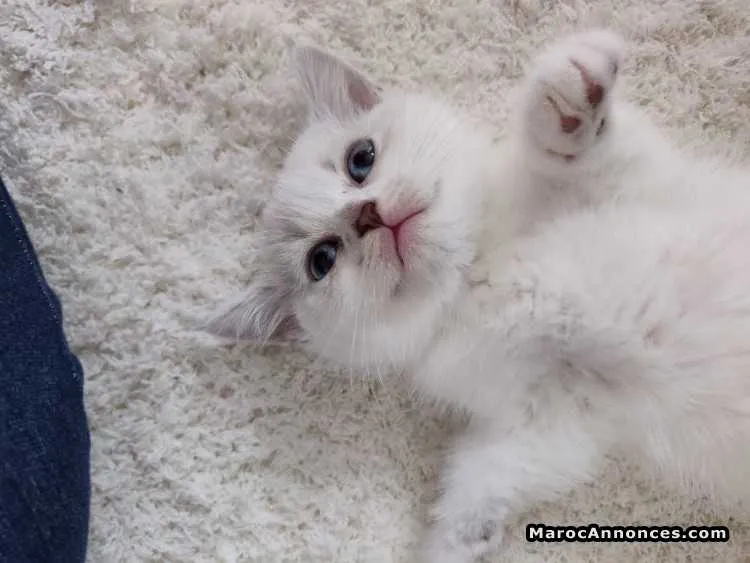 Chatons blancs de luxe - الدار البيضاء (3)