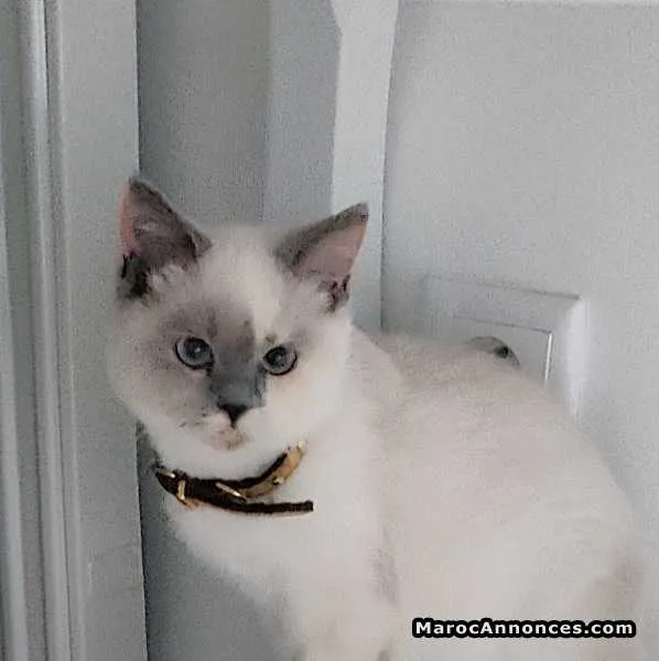 Chatons blancs de luxe - الدار البيضاء