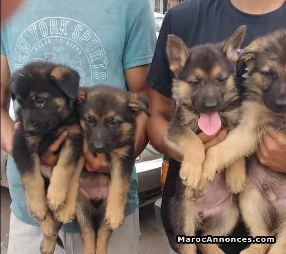 Top chiots berger allemanf - الرباط
