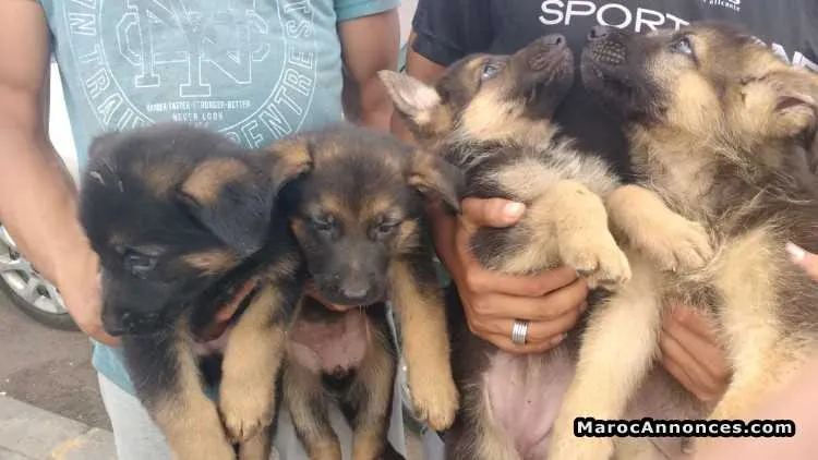 Top chiots berger allemanf - الرباط (3)