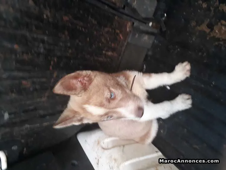 Chiots husky les yeu bleu - الرباط (2)