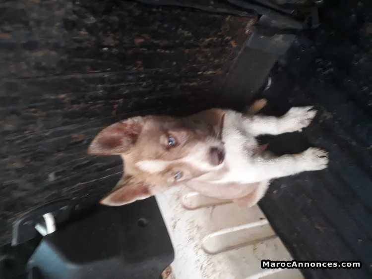 Chiots husky les yeu bleu - الرباط (3)