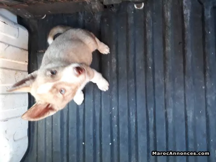 Chiots husky les yeu bleu - الرباط