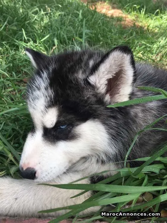 Husky pure race - الدار البيضاء (3)