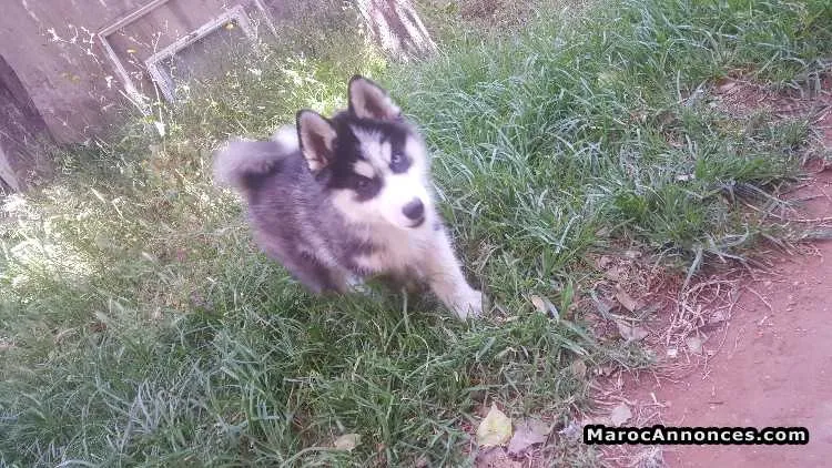 Husky pure race - الدار البيضاء (2)