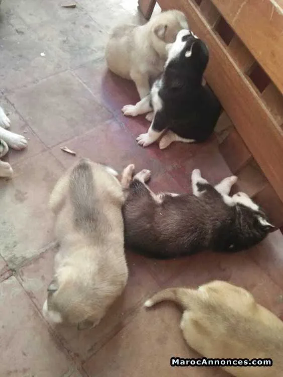 Pure chiots husky sibériens aux yeux bleus - الدار البيضاء (2)