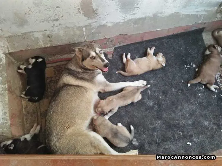 Pure chiots husky sibériens aux yeux bleus - الدار البيضاء