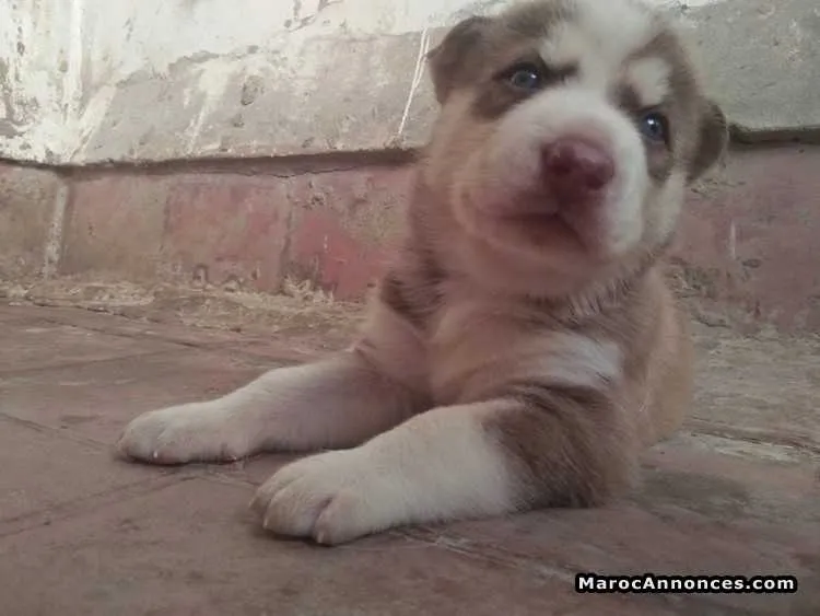 Pure chiots husky sibériens aux yeux bleus - الدار البيضاء (3)