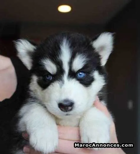 Chiots husky seberien - الرباط