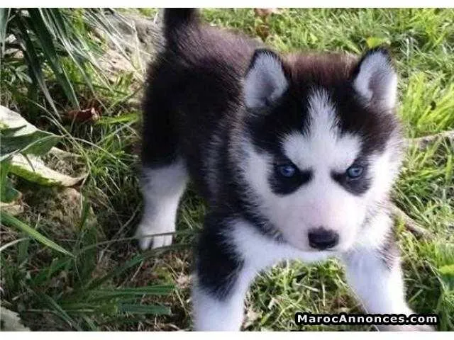 Chiots husky seberien - الرباط (2)
