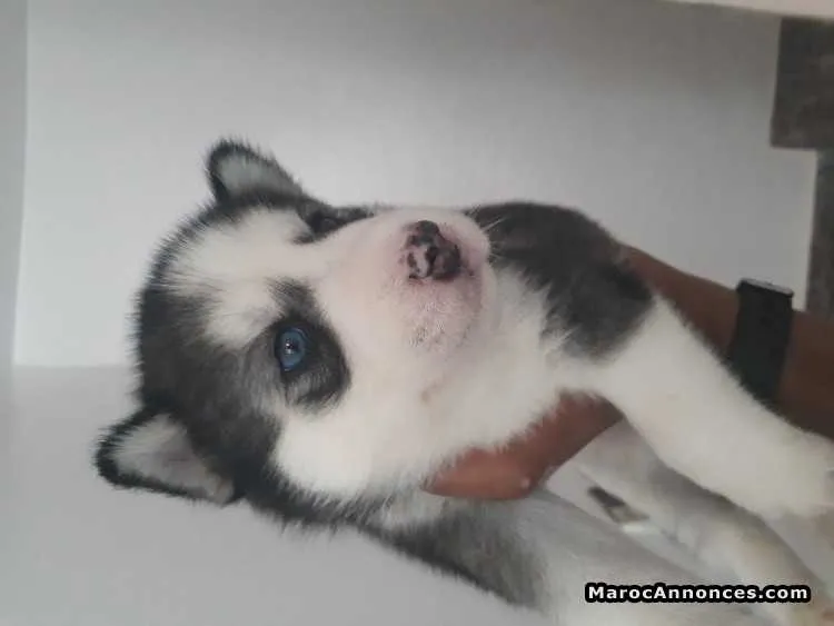 Chiots husky seberien - الرباط