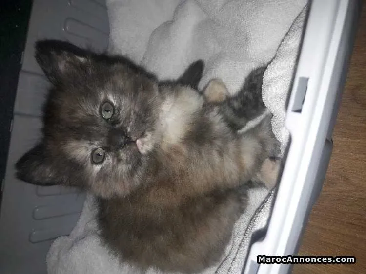 Chaton à vendre - الجديدة (2)