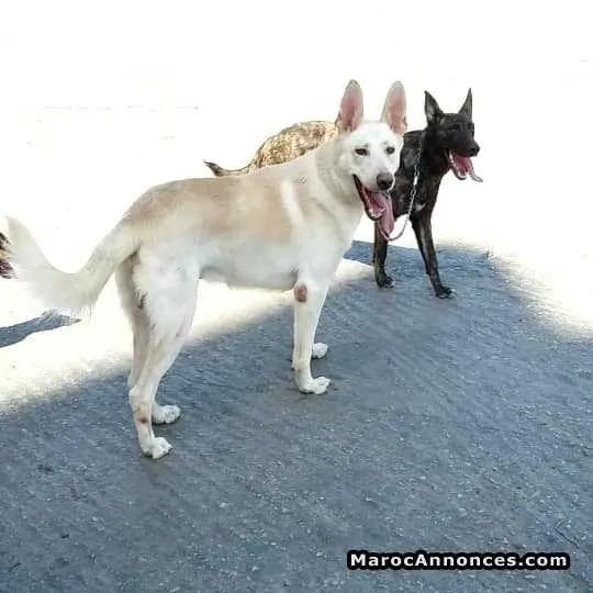 Chien berger suisse - الدار البيضاء