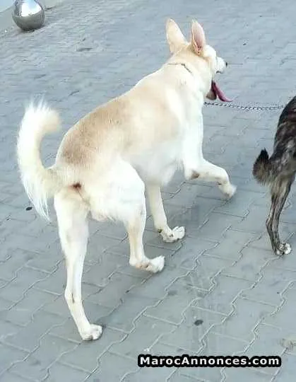 Chien berger suisse - الدار البيضاء (2)