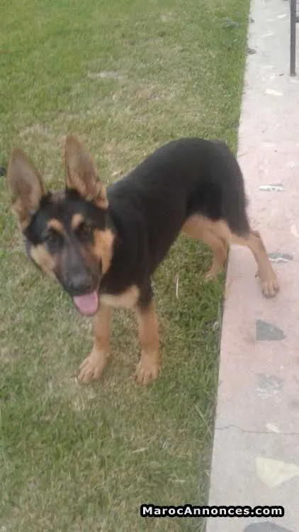 Berger allemand pure race - الرباط