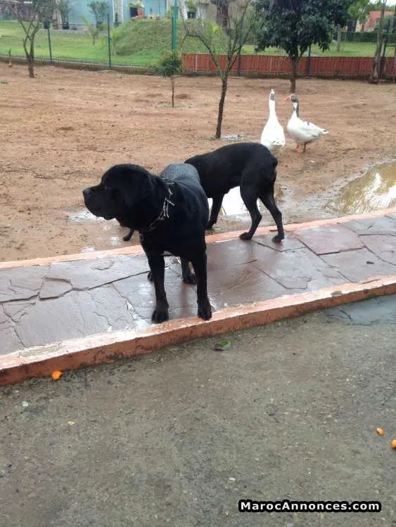 Chiot cane corso - الدار البيضاء (2)