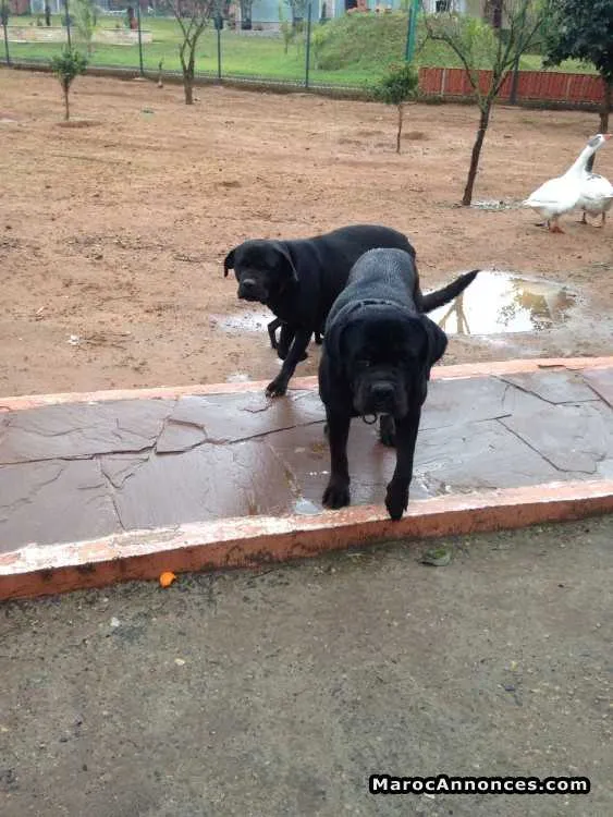 Chiot cane corso - الدار البيضاء