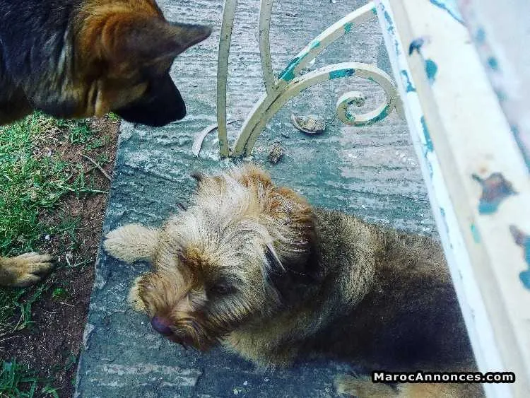 Vendre mon chiot - القنيطرة