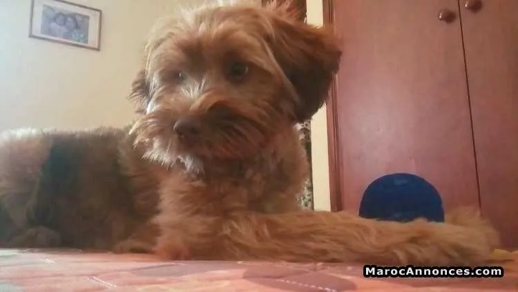 Vendre mon chiot - القنيطرة (3)