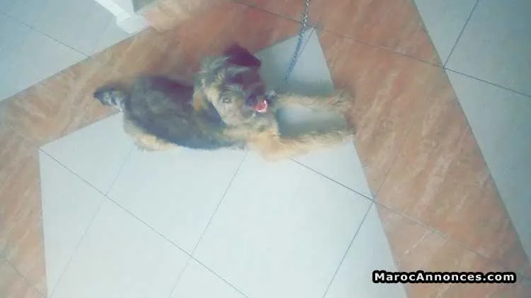 Vendre mon chiot - القنيطرة (2)