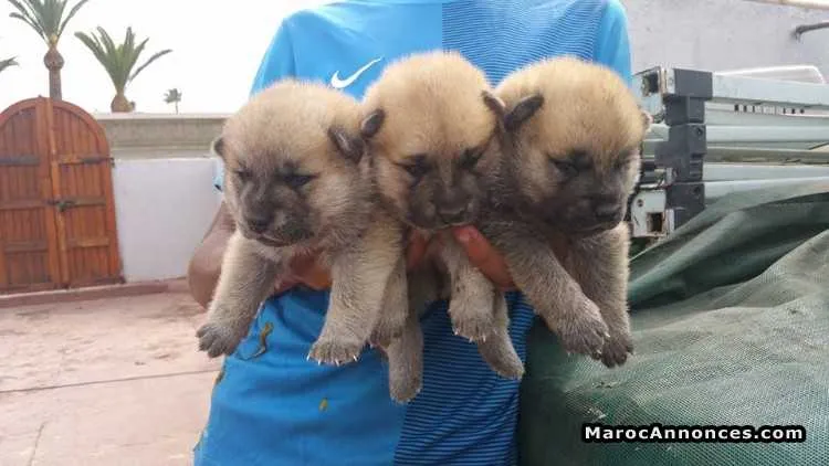 Chiots chiots akita inu pure race age 2 mois - الدار البيضاء (3)